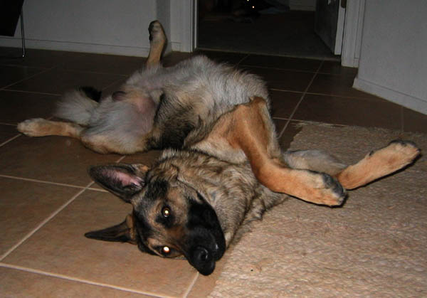 Can Dogs Die From Loneliness Can Dogs Die From Loneliness